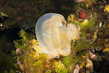 Anemone feed Jellyfish, Entacmaea medusivora, Mastigias papua etpisonii, Jellyfish Lake, Micronesia, Palau