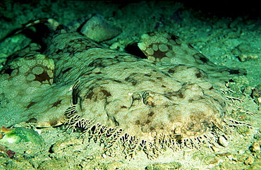 Tasseled wobbegong, Eucrossorhinchus dasypogon, Papua New Guinea, Pazifik, Pacific ocean