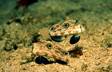 Two Crab-eye goby, Signigobius biocellatus, Papua New Guinea, Neu Britannien, New Britain