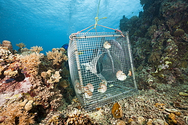 Nautilus where trapped from 300 meters in the Night, Nautilus belauensis, Micronesia, Palau