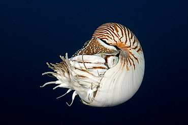 Chambered Nautilus, Nautilus belauensis, Micronesia, Palau