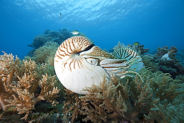 Chambered Nautilus, Nautilus belauensis, Micronesia, Palau