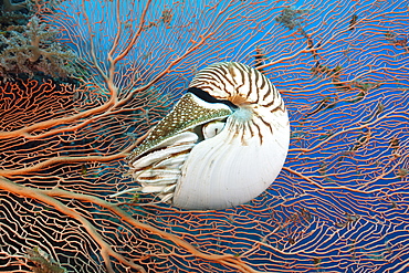 Chambered Nautilus, Nautilus belauensis, Micronesia, Palau