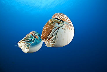 Pair Chambered Nautilus, Nautilus belauensis, Micronesia, Palau