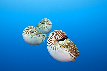 Group of Chambered Nautilus, Nautilus belauensis, Micronesia, Palau