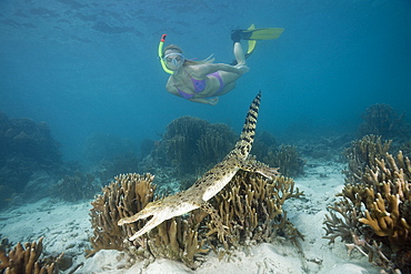 Skin Diver meets Saltwater Crocodile, Crocodylus porosus, Micronesia, Palau