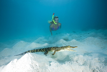 Skin Diver meets Saltwater Crocodile, Crocodylus porosus, Micronesia, Palau