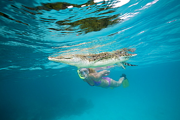 Skin Diver meets Saltwater Crocodile, Crocodylus porosus, Micronesia, Palau