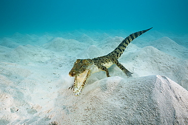 Saltwater Crocodile, Crocodylus porosus, Micronesia, Palau