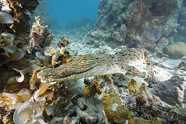 Saltwater Crocodile, Crocodylus porosus, Micronesia, Palau