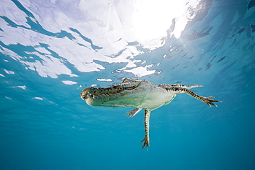 Saltwater Crocodile, Crocodylus porosus, Micronesia, Palau