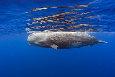 Sperm Whale Bull, Physeter catodon, Lesser Antilles, Caribbean, Dominica