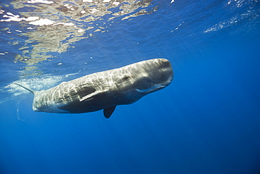 Sperm Whale, Physeter catodon, Lesser Antilles, Caribbean, Dominica