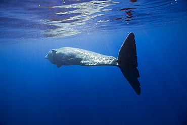 Sperm Whale, Physeter catodon, Lesser Antilles, Caribbean, Dominica