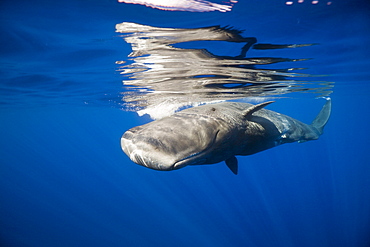 Sperm Whale, Physeter catodon, Lesser Antilles, Caribbean, Dominica