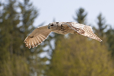 Eagle-Owl flying, Bubo bubo, Germany