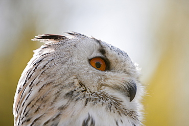 Eagle-Owl Head, Bubo bubo, Germany