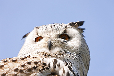 Eagle-Owl Head, Bubo bubo, Germany