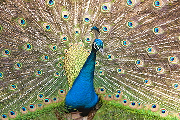 Blue Peafowl, Pavo christatus