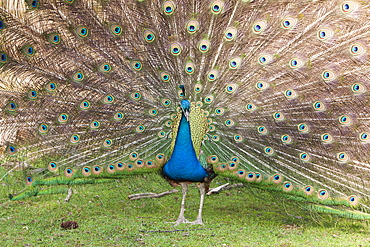 Blue Peafowl, Pavo christatus