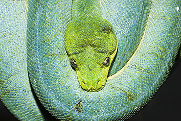 Green Tree Python, Morelia viridis, West Papua, Misool, Indonesia