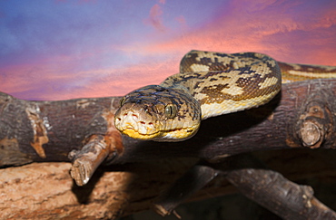 Timor Python, Python timoriensis, Timor, Lesser Sunda Islands, Indonesia