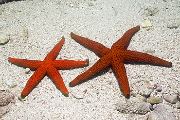 Red Starfish, Echinaster sepositus, Istria, Adriatic Sea, Croatia