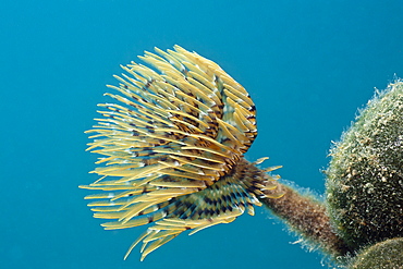 Small Spiral Tube Worm, Spirographis spallanzani, Istria, Adriatic Sea, Croatia