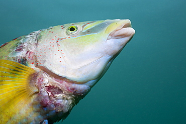 Peacock Wrasse, Symphodus tinca, Istria, Adriatic Sea, Croatia