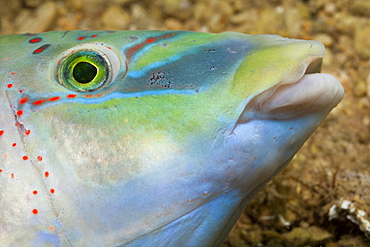 Peacock Wrasse, Symphodus tinca, Istria, Adriatic Sea, Croatia