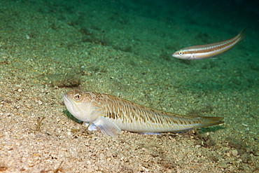 Greater Weever, Trachinus draco, Istria, Adriatic Sea, Croatia