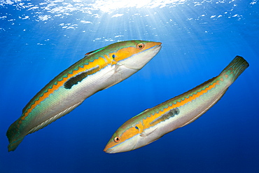 Rainbow Wrasse, Coris julis, Istria, Adriatic Sea, Croatia