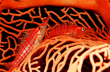 Longnose hawkfish, Oxycirrhites typus, Papua New Guinea, Neu Britannien, New Britain