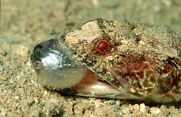 Reef lizardfish eats pufferfish, Synodus variegatus, Arathron mappa, Australia, Pacific Ocean, Coral Sea