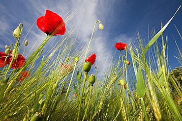 Red Poppy in Corn Field, Papaver rhoeas, Munich, Bavaria, Germany