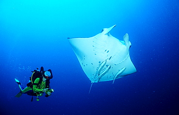 Manta ray and scuba diver, Manta birostris, Maldives Island, Indian Ocean, Ari Atol