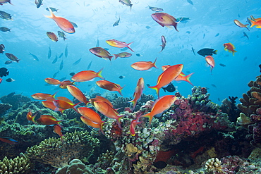 Lyretail Anthias, Pseudanthias squamipinnis, North Ari Atoll, Maldives