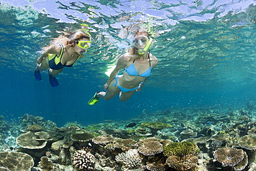 Skin Diving at Maldives, Ellaidhoo House Reef, North Ari Atoll, Maldives