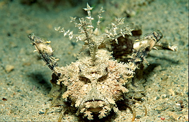 Caledonien stinger, Inimicus caledonicus, Papua New Guinea, Pacific ocean