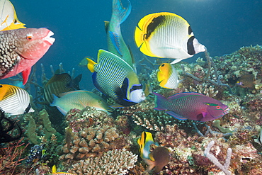 Coralfishes on Coral Reef, North Ari Atoll, Maldives