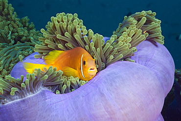 Maldives Anemonefish in Magnificent Anemone, Amphiprion nigripes, Heteractis magnifica, North Ari Atoll, Maldives