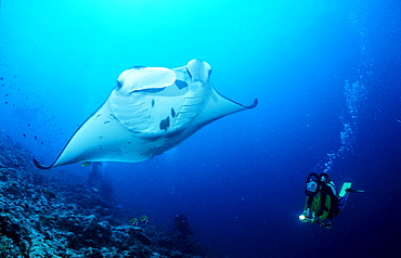 Manta ray and scuba diver, Manta birostris, Maldives Island, Indian Ocean, Ari Atol