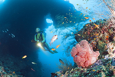 Diver and Red Soft Coral, Dendronephthya mucronata, Maya Thila, North Ari Atoll, Maldives