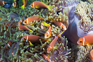 Maldives Anemonefish in Magnificent Anemone, Amphiprion nigripes, Heteractis magnifica, North Ari Atoll, Maldives