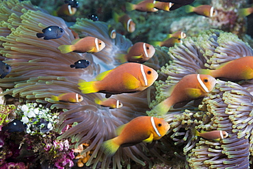 Maldives Anemonefish in Magnificent Anemone, Amphiprion nigripes, Heteractis magnifica, North Ari Atoll, Maldives