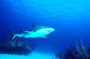 Caribbean reef shark, Carcharhinus perezi, Bahamas, Caribbean Sea