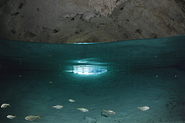 Tetra in Gran Cenote, Astyanax aeneus, Tulum, Yucatan Peninsula, Mexico