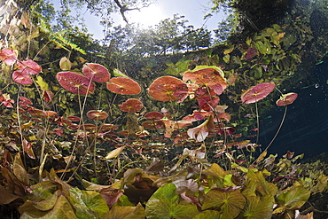 Water Lilies in Gran Cenote, Tulum, Yucatan Peninsula, Mexico