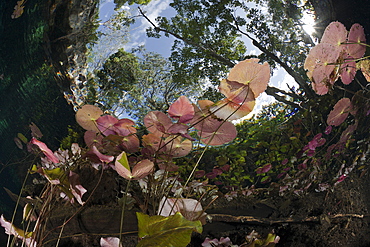 Water Lilies in Gran Cenote, Tulum, Yucatan Peninsula, Mexico