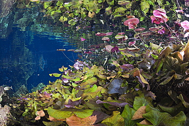 Water Lilies in Gran Cenote, Tulum, Yucatan Peninsula, Mexico